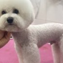 진접애견미용 이미지