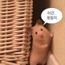 더블리치