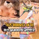 CGV부산명지매점 | 부산 키즈카페보다 실내동물원! 명지 실내 아이랑 가볼만한곳 라라쥬동물원 후기
