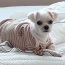 그루미송 이미지