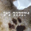 에스엘 독 이미지