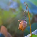 아침이슬 이미지