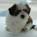 동글동글 이미지