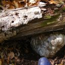 대형 자작나무 말굽버섯(081025 경북 00산에서 발견- 가로.세로 30cm, 무게 4kg) 이미지