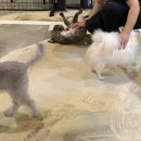 왈왈펫카페 이미지