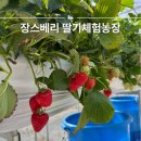 정남농장 | 화성 장스베리 딸기 체험농장 17개월 아기와 함께 후기
