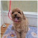 곁에 있을개 이미지