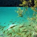 요정이 살고 있다는 동화속 호수, 크로아티아 플리트비체이사돌 이미지