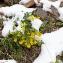 봄꽃에서첫눈까지 이미지