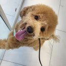 고은동물병원 이미지