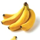 애견식단 이미지