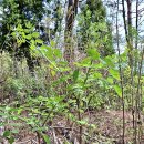 오륜대로 이미지