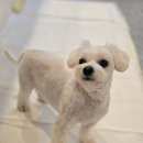 그레이스펫그루밍스튜디오 | 강남애견미용 / 그레이스펫그루밍스튜디오 / 위치가격주차