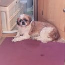 김제강아지 이미지