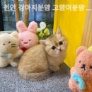 천안 강아지분양 고양이분양 나라애견불당점 네이버블로그