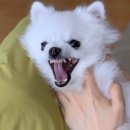아지독 | 송탄애견미용/송탄애견가위컷/송탄아지독