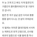 팝콘을 닮은 귀여운 벌레. 이미지