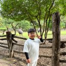 원플러스원 농장 | 춘천 1박 2일 초등학생 아이와 여행 추천! 레고랜드 + 남이섬 코스 feat. 남이섬 입장권 할인정보