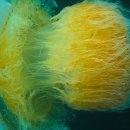 입방해파리綱 - 근구해파리目 - 근구해파리科 - 노무라입깃해파리 이미지