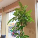 카페동네원종점 이미지