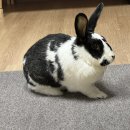 (쿠팡) 김토리네 햅삐 하우스 실세 토끼🐰&lt;토순이&gt;의 제네시스 티모시 사료 후기🩷