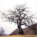 영풍 병산리 갈참나무 이미지