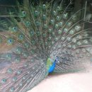 안동농원 이미지