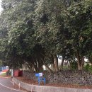 위미동백군락 이미지