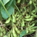 성은비료 이미지