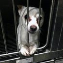 펫토피아 동물병원 이미지