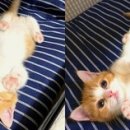 핑크냥이