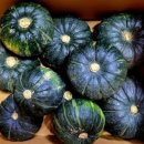 미니 밤단호박 씨앗 나눔합니다 이미지