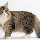 숲속고양이 이미지