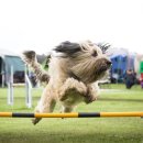 댕버랜드 이미지