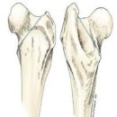 스위스동물병원 이미지