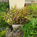 라피오레 | 싱그러운 공간, 숨 쉬는 물질의 예술