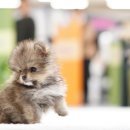 구산동 강아지 이미지