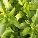 서연농장 이미지