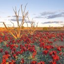 기이한 식물 - 스터트 데저트 피 (Sturt&#39;s Desert Pea) 이미지