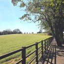 들가운데농장 | 고창 메밀꽃축제 후기｜입장료·학원농장 식당·가을 풍경 한눈에