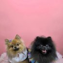 아임그루머 이미지