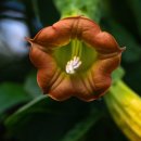 방목태양광발전소 이미지