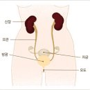요실금에 대하여 이미지