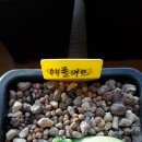 애플버드