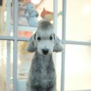 디디애견미용 이미지