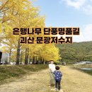 양곡리마을체험장 | 단풍 명품길 / 괴산 문광저수지 은행나무길