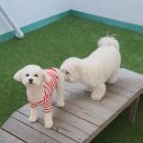 486독캠프 이미지