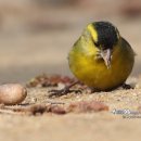 준머리방 이미지