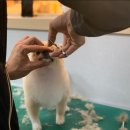 프로애견 이미지