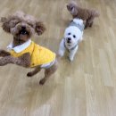 어썸 강아지 호텔 & 목욕 이미지